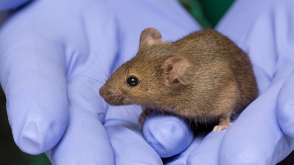 brown mouse without tumour in hands