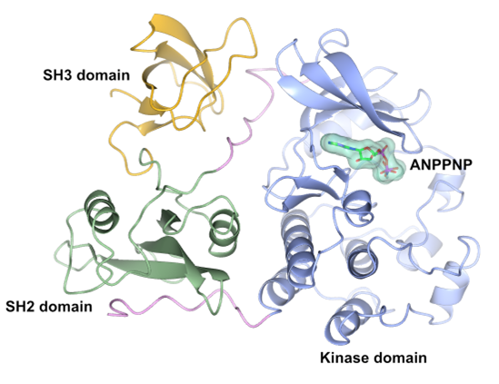 Crystal structure of SRC kinase