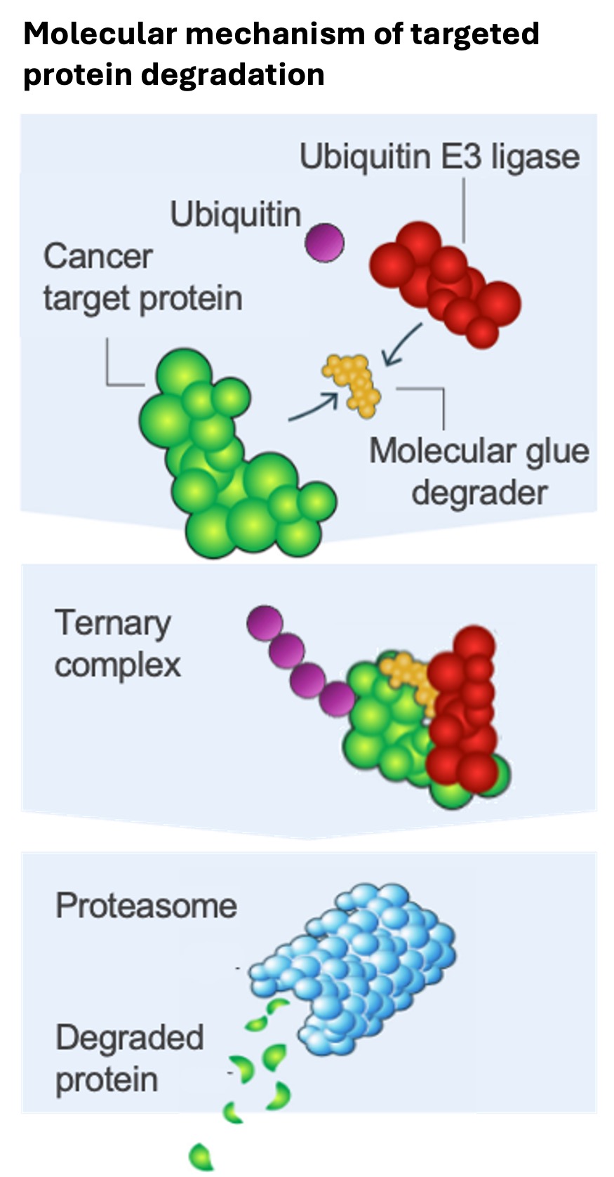 Infographic depicting the molecular mechanism of targeted protein degradation