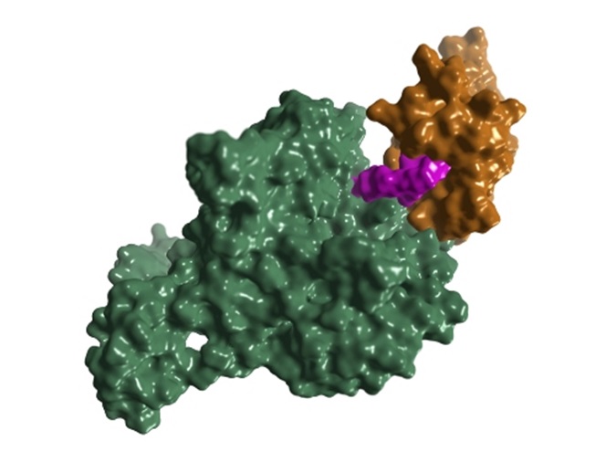 Protein structure of CRBN-dBET6-BRD4