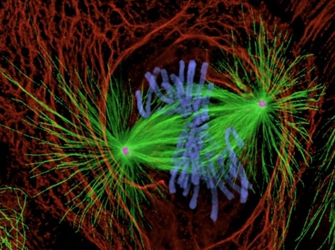 Metaphase cell stained for centrosomes, microtubules, chromosomes (blue) and intermediate filaments