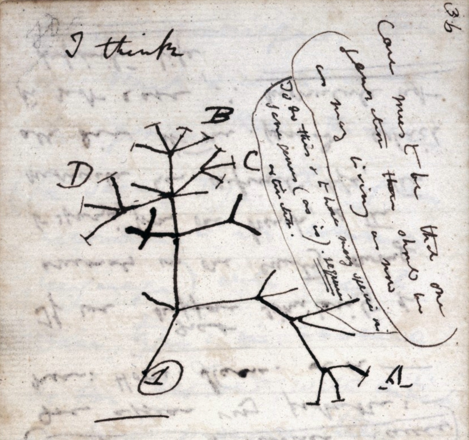 Charles Darwin's 1837 sketch of the tree of life