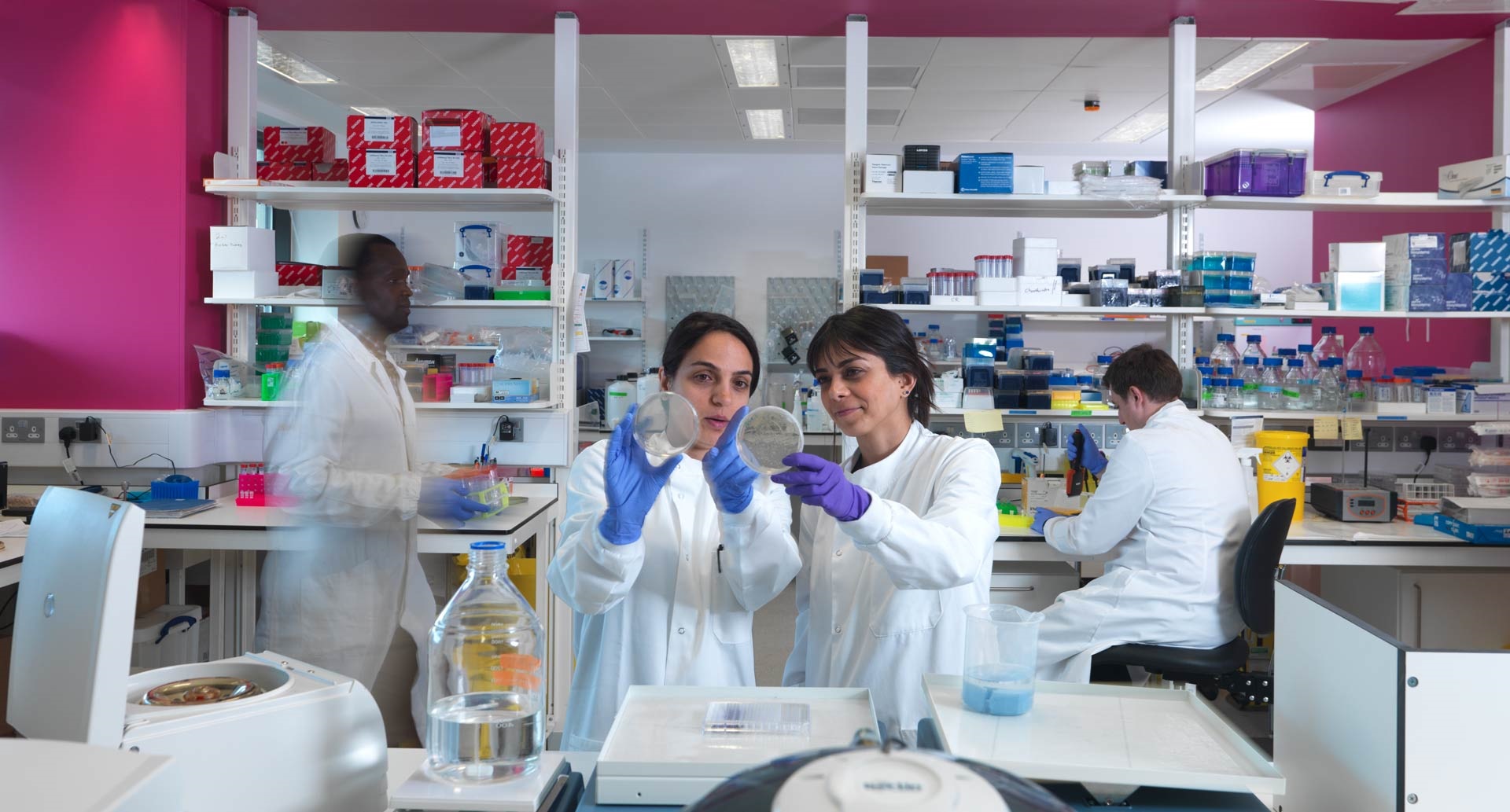 Two researchers looking at culture dishes in the lab, two more researchers working in the background