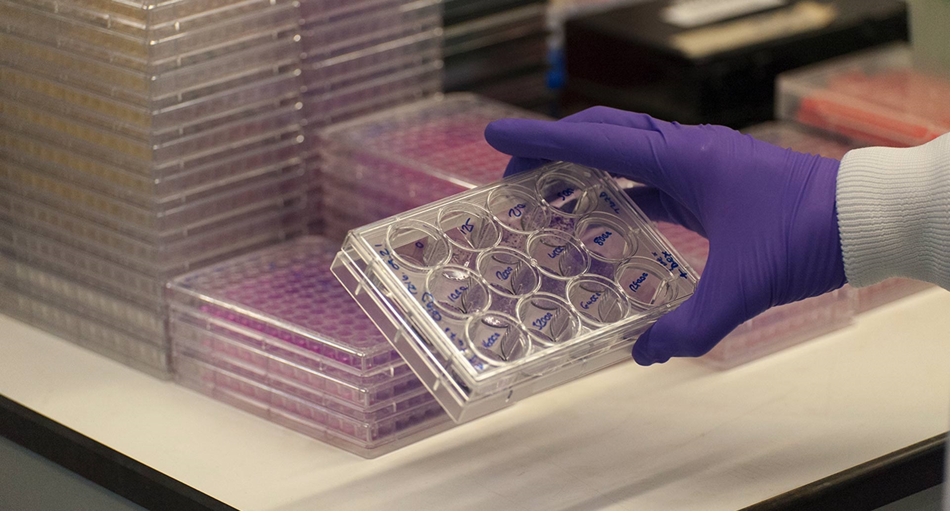 Researcher wearing latex gloves holding up a cell culture plate