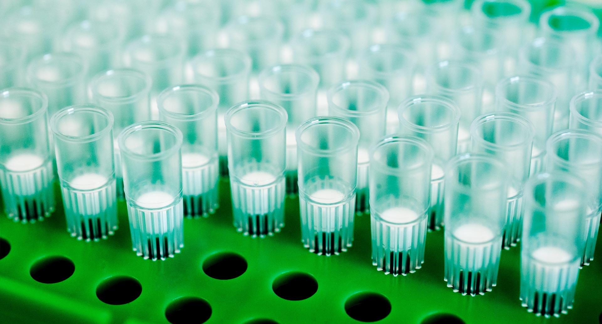 Close-up of clean pipette tips in a pipette tip box