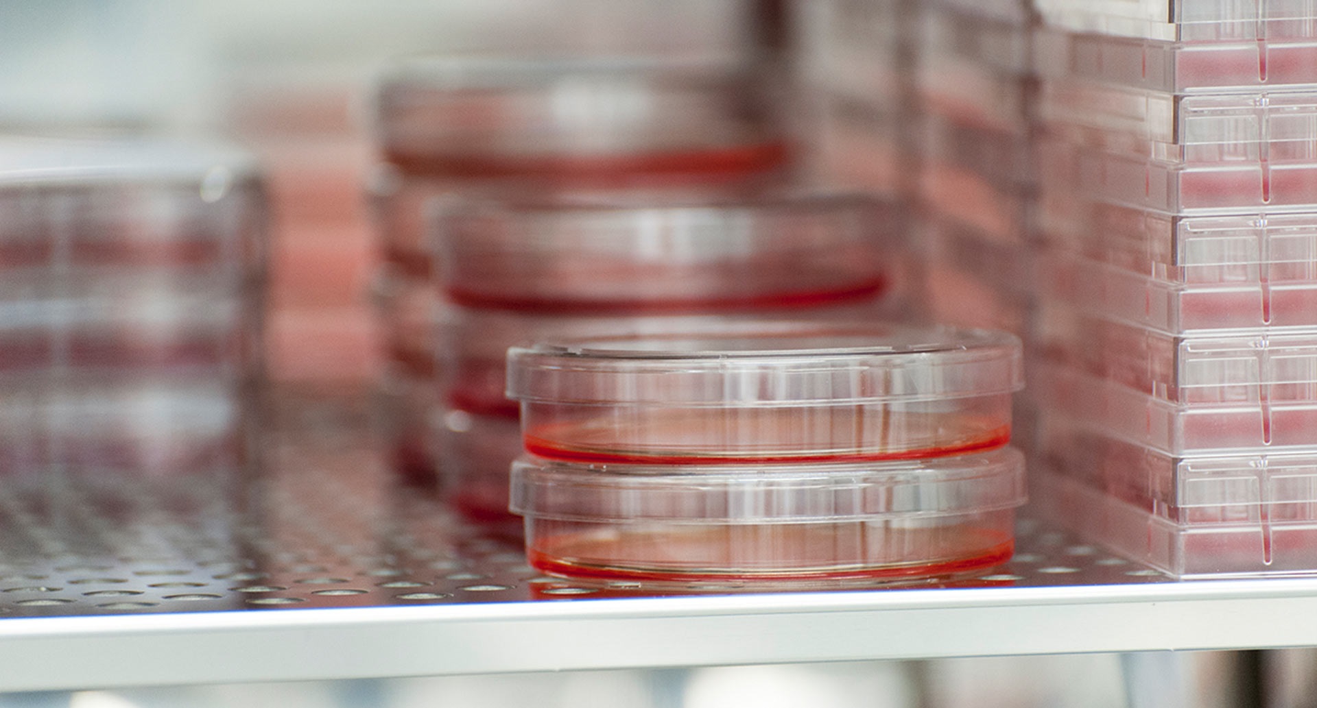 Cell culture shelf stacked with culture dishes