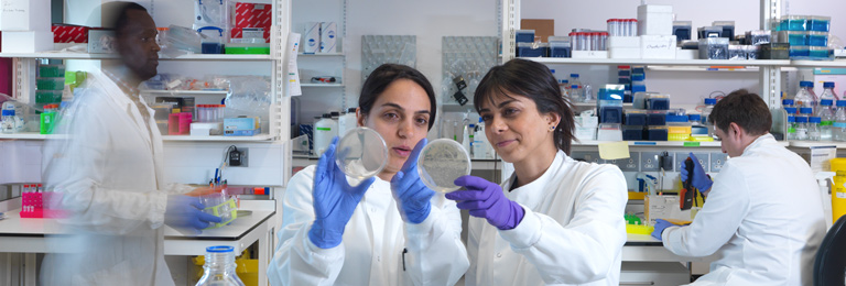 Two researchers looking at culture dishes in the lab, two more researchers working in the background