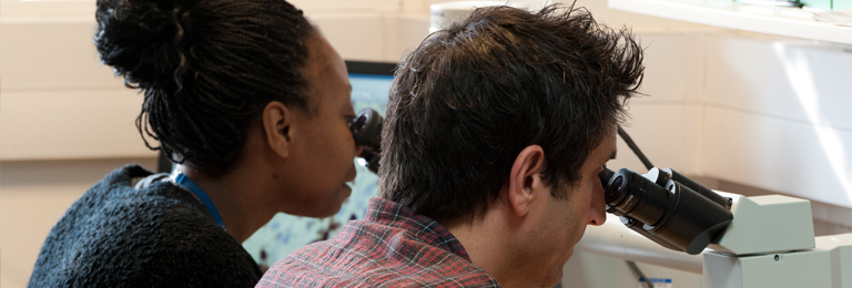 Two researchers examining samples on a microscope