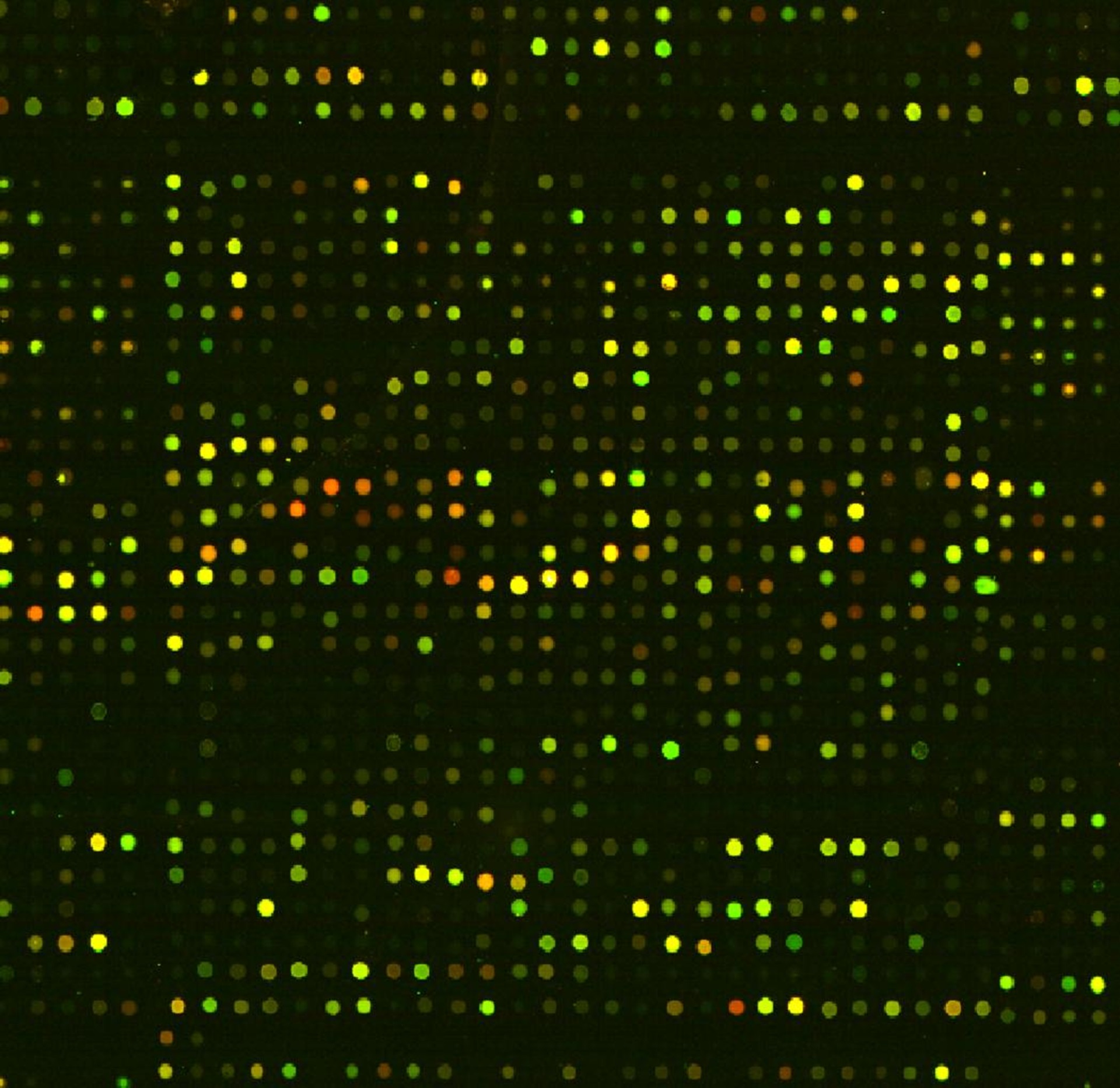 A microarray, which is used to simultaneously study the expression of all genes in the human genome, and looks like a grid of yellow, orange and green dots on a black background