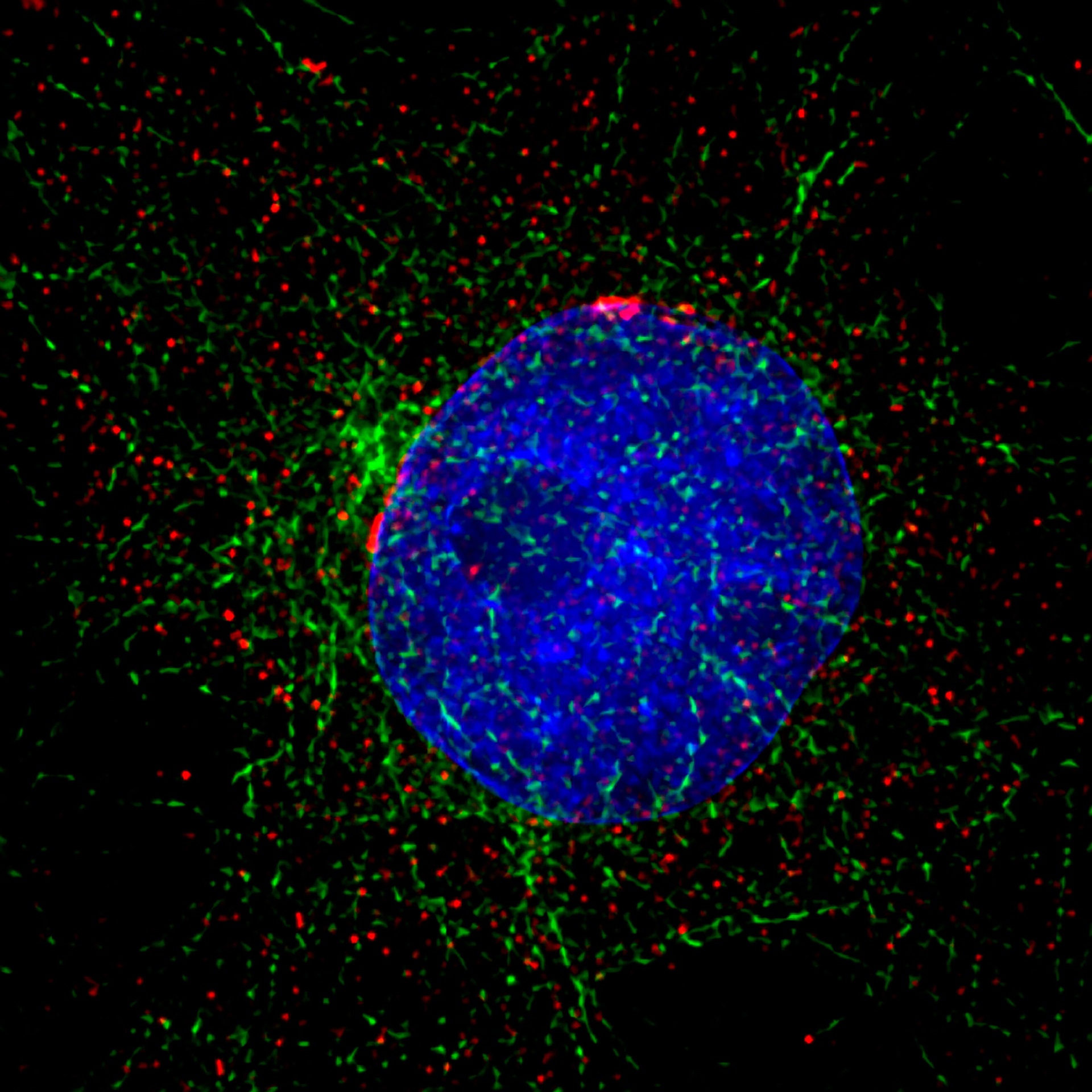 A fluorescence microscope image of Xenopus cancer kidney cells in interphase