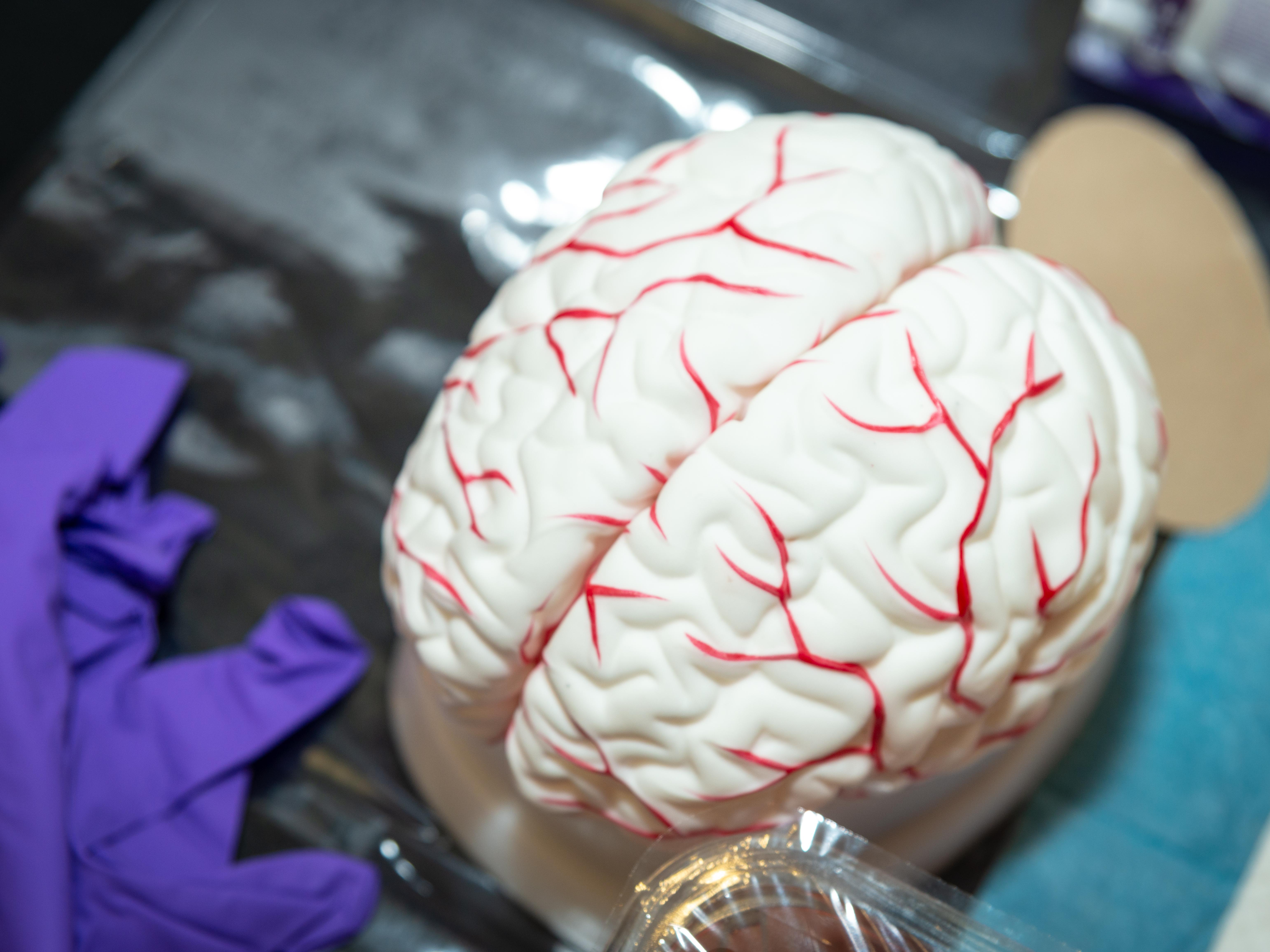 A model of a brain