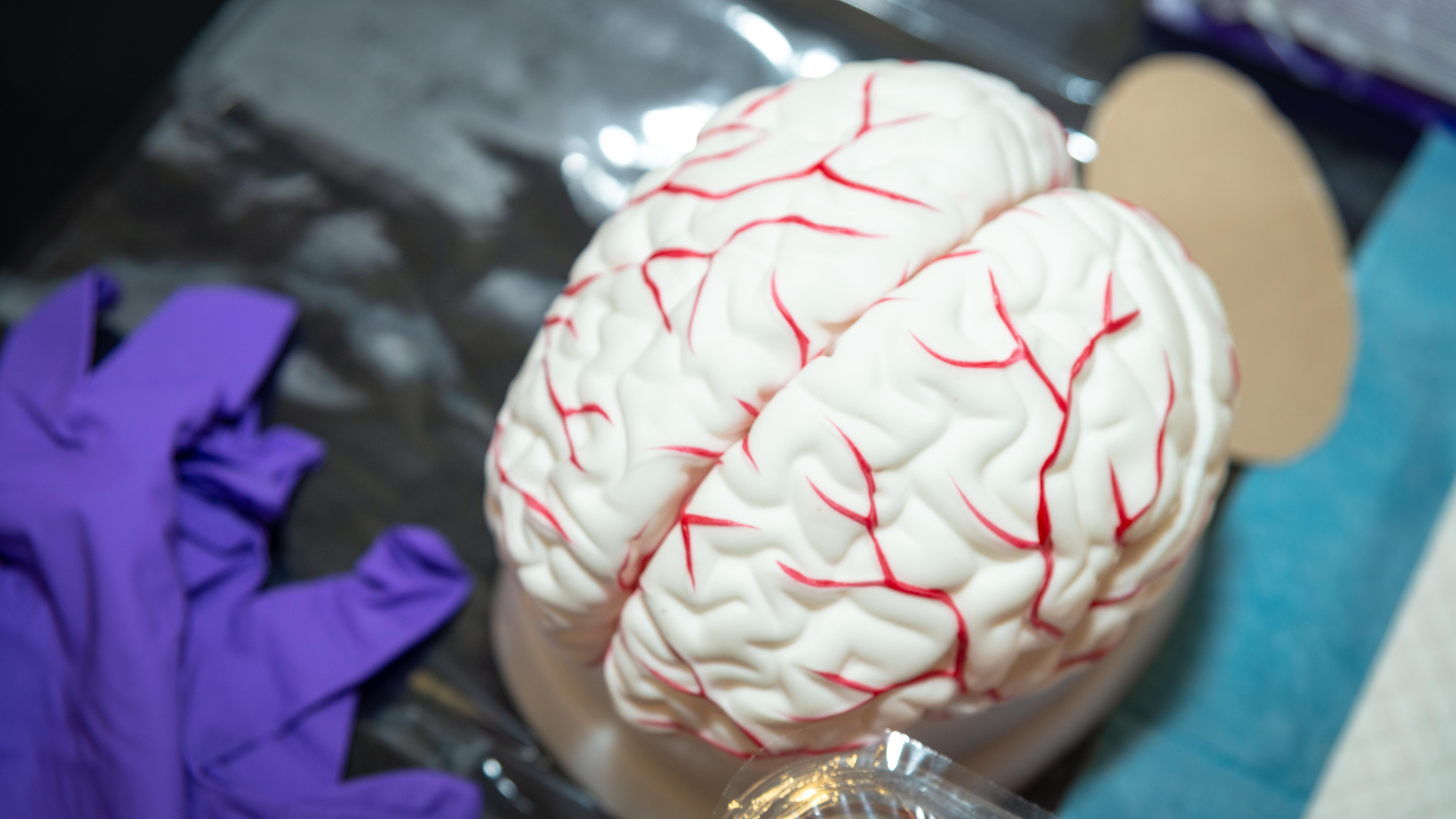 A model of a brain