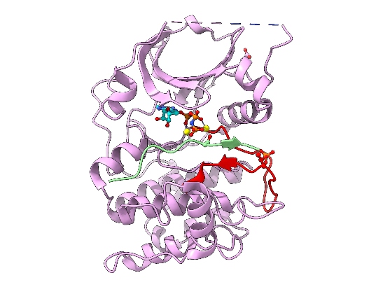 Cartoon representation of AKT2 kinase domain