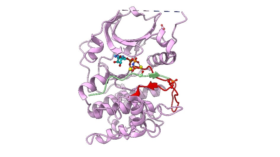 Cartoon representation of AKT2 kinase domain