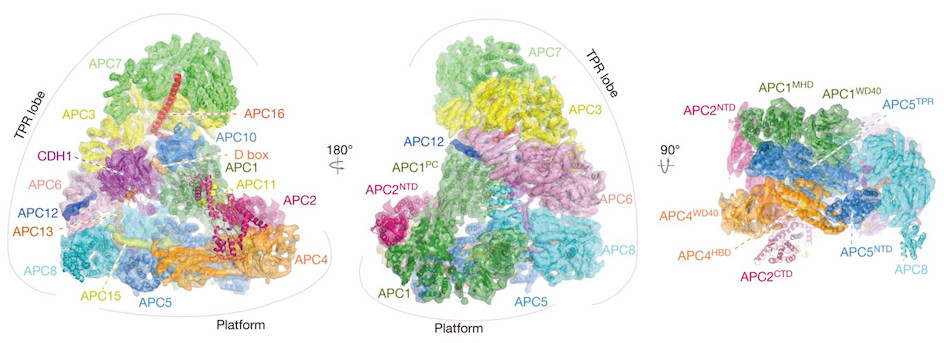 APC.C complex cropped