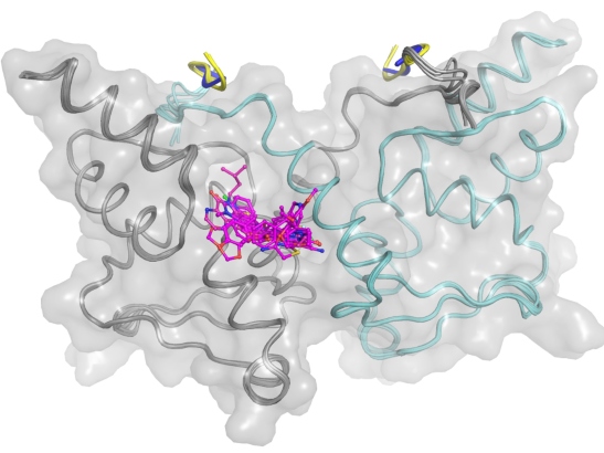 An image of the BCL6 BTB domain dimer (in grey/green) and all compound hits in pink, superimposed on each other in the main compound binding site