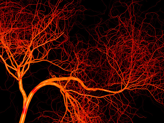 Blood vessels illustration. Photo credit: Inozemtsev Konstantin/Shutterstock.com