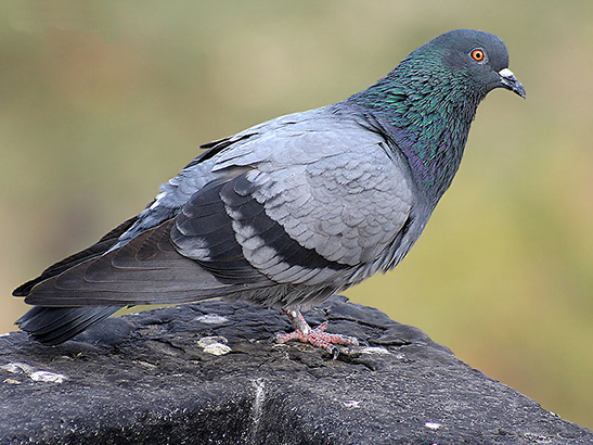 A Blue Rock Pigeon, Columba livia (photo: JM Garg CC-BY-SA 3)