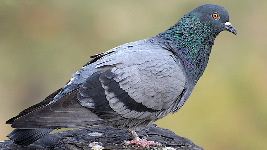 A Blue Rock Pigeon, Columba livia (photo: JM Garg CC-BY-SA)