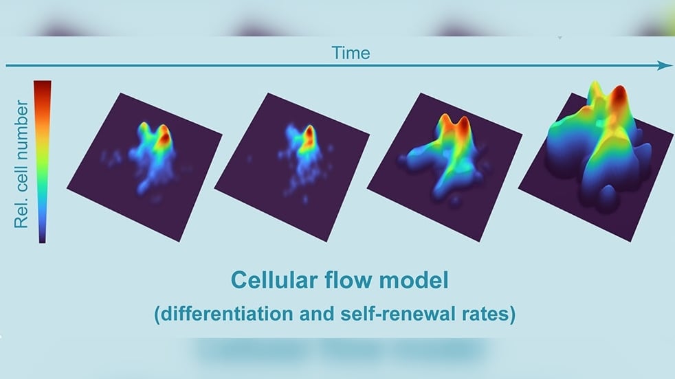 Cellular flow model