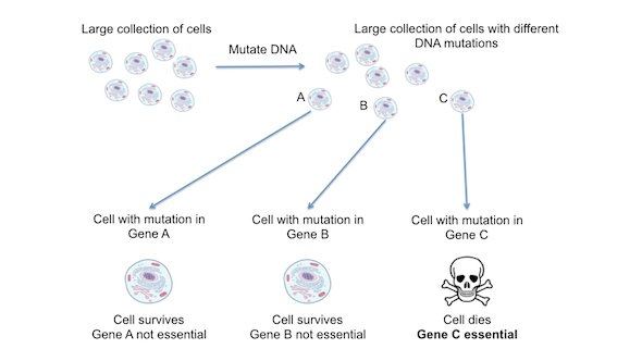 figure demonstrating that genetic screens can identify essential genes