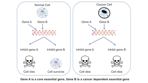 Figure explaining cancer-dependent essential genes