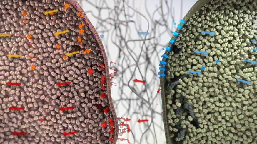 Above, you are seeing two cells, side by side:  on the left, a cancer cell; on the right, a healthy cell.