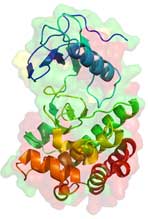 Crystal structure of the BRAF molecule