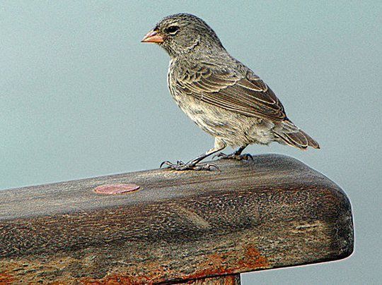 Darwin's finch