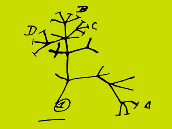 Darwin's Tree of Life sketch on a green background