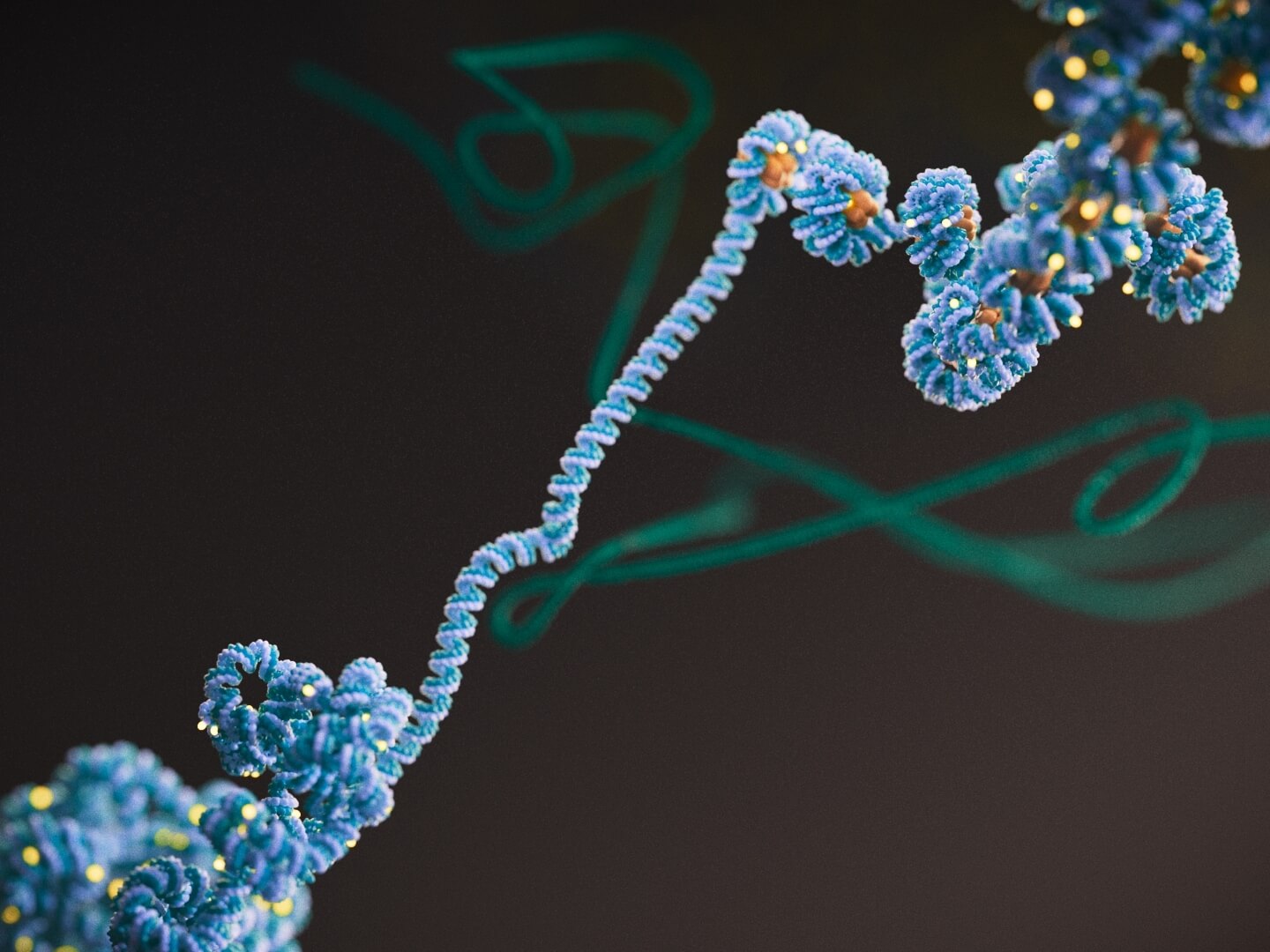 DNA unwound from histone epigenetics