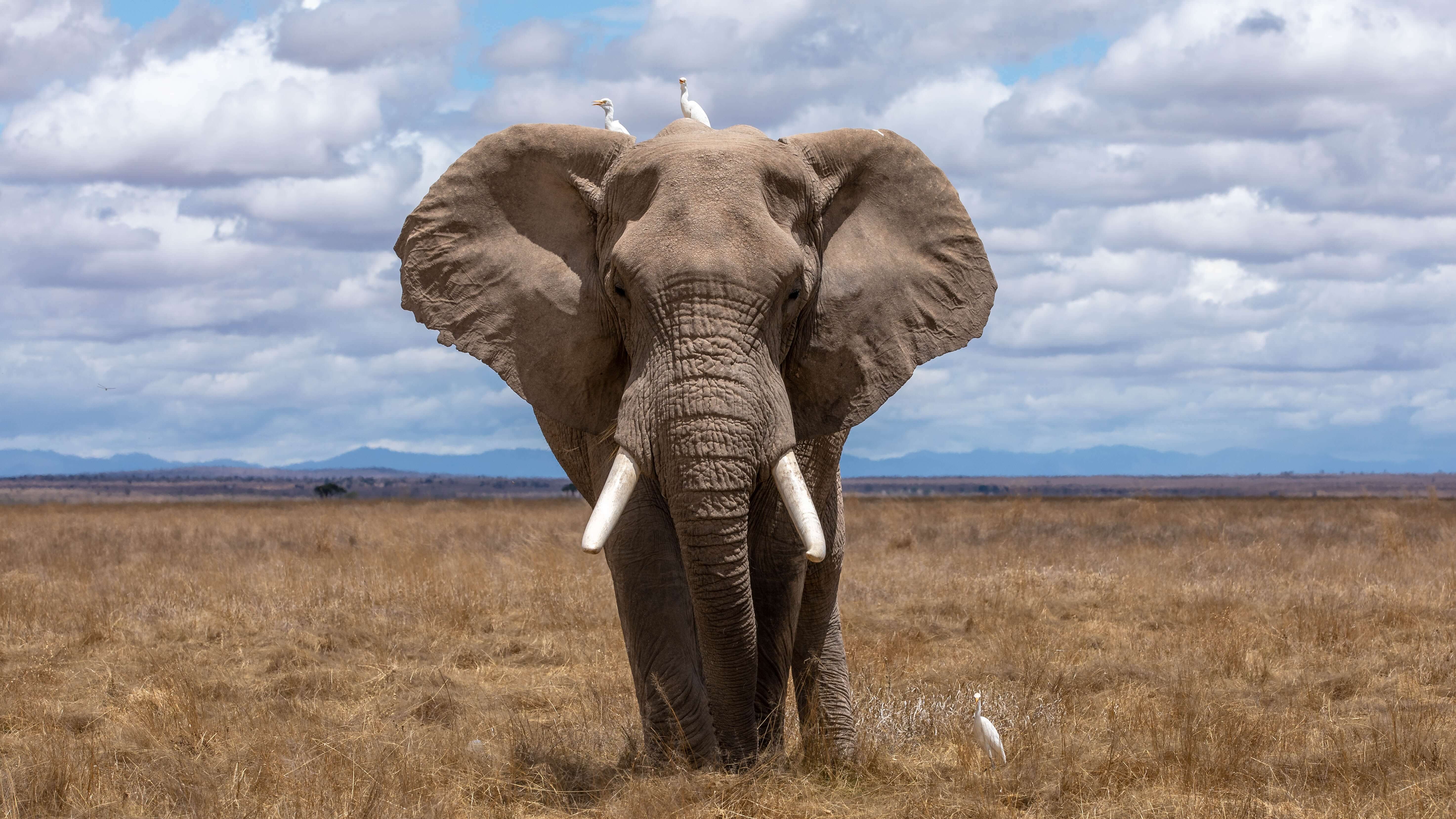 Elephant in Savannah facing camera with two stalks on head