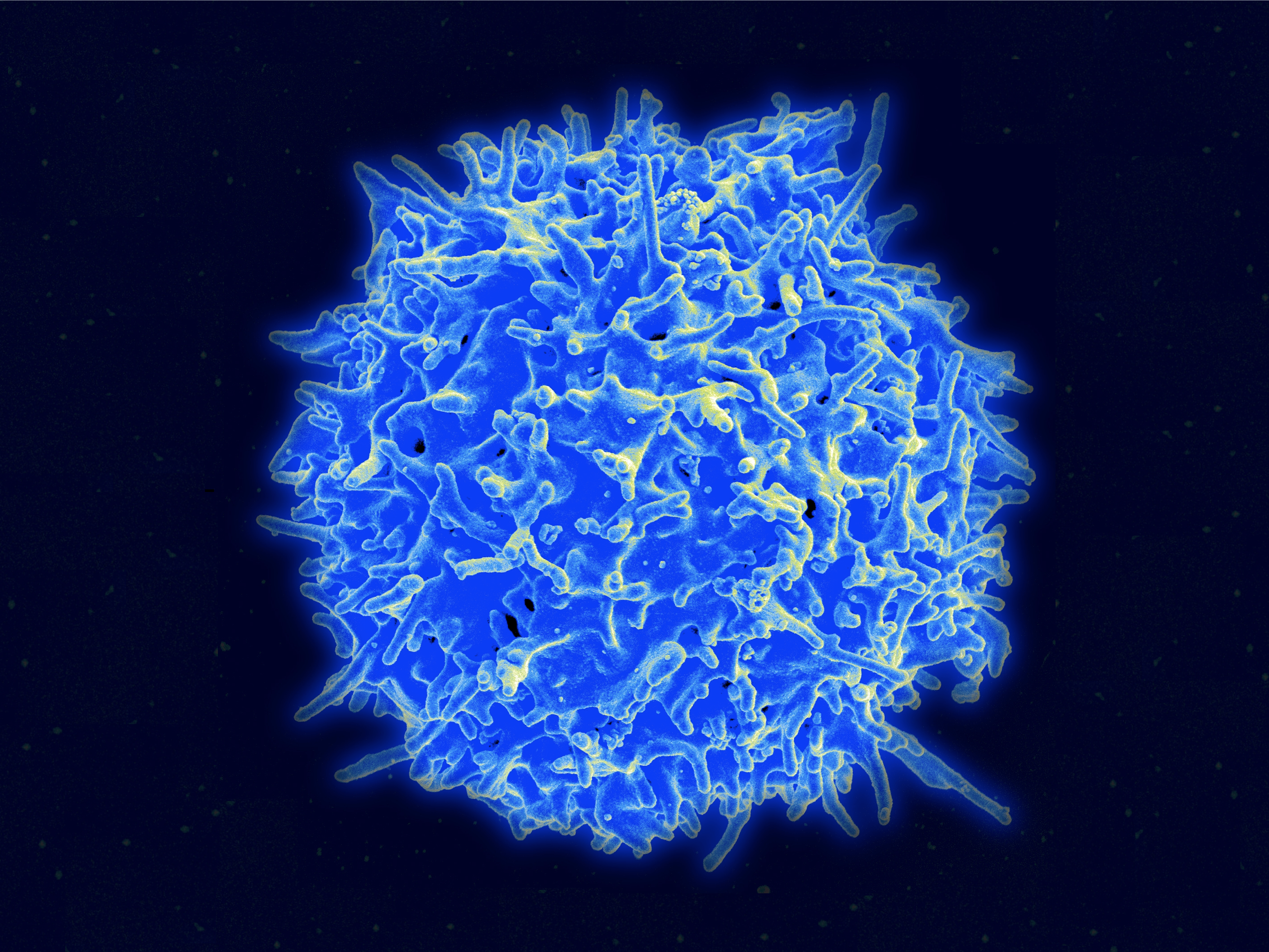 Healthy human T-cell