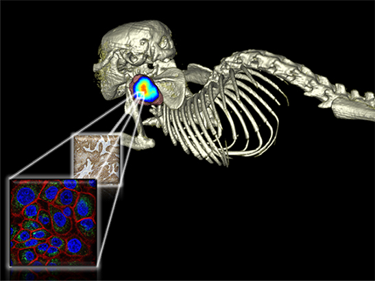 HER3 imaging in a mouse (photo: Dr Gabriela Kramer-Marek)