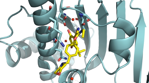 Hsp90 and AUY922 (image: the ICR)