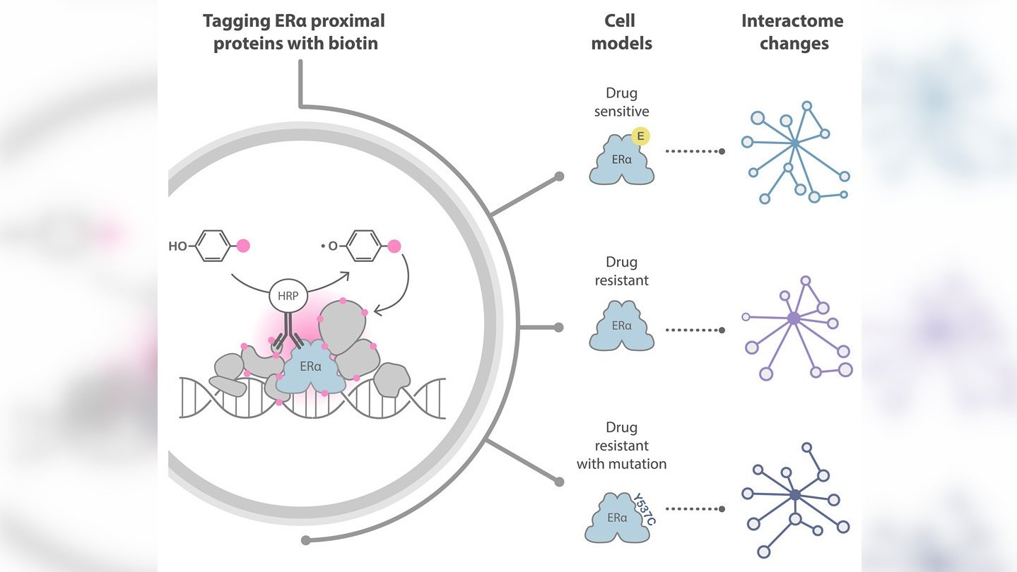 Graphical abstract from Choudhary paper