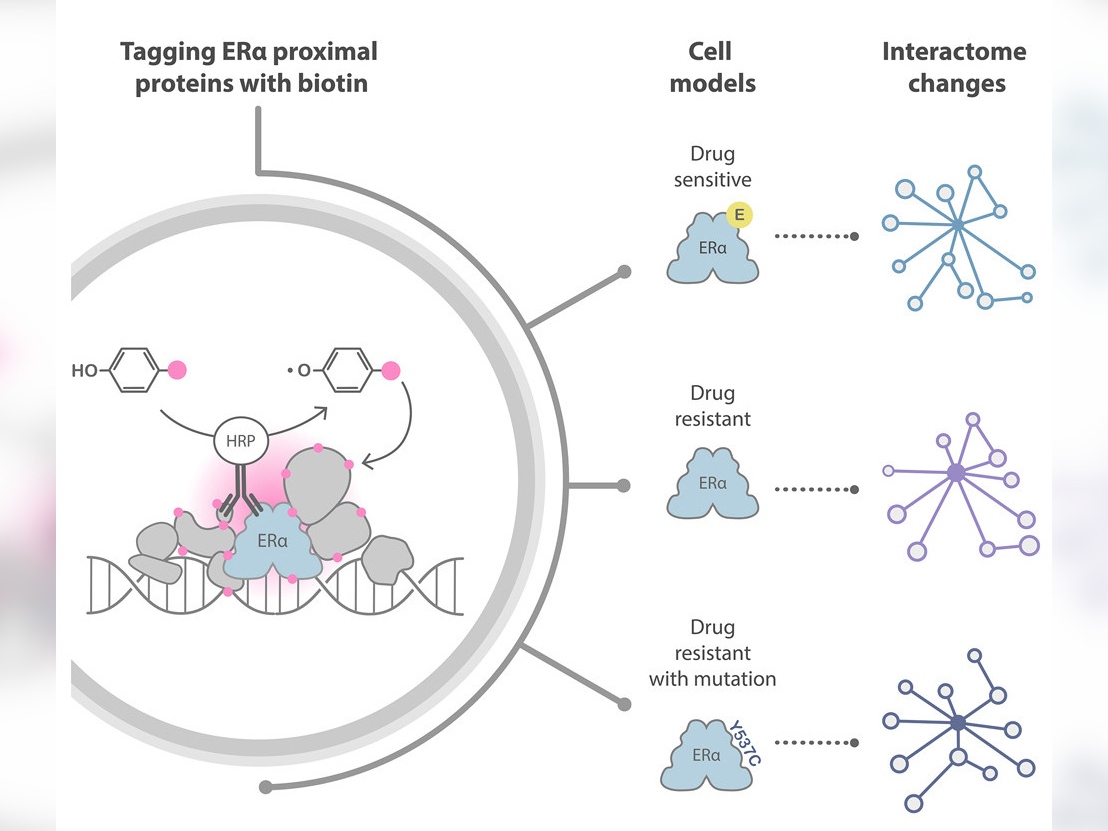 Graphical abstract from Choudhary paper