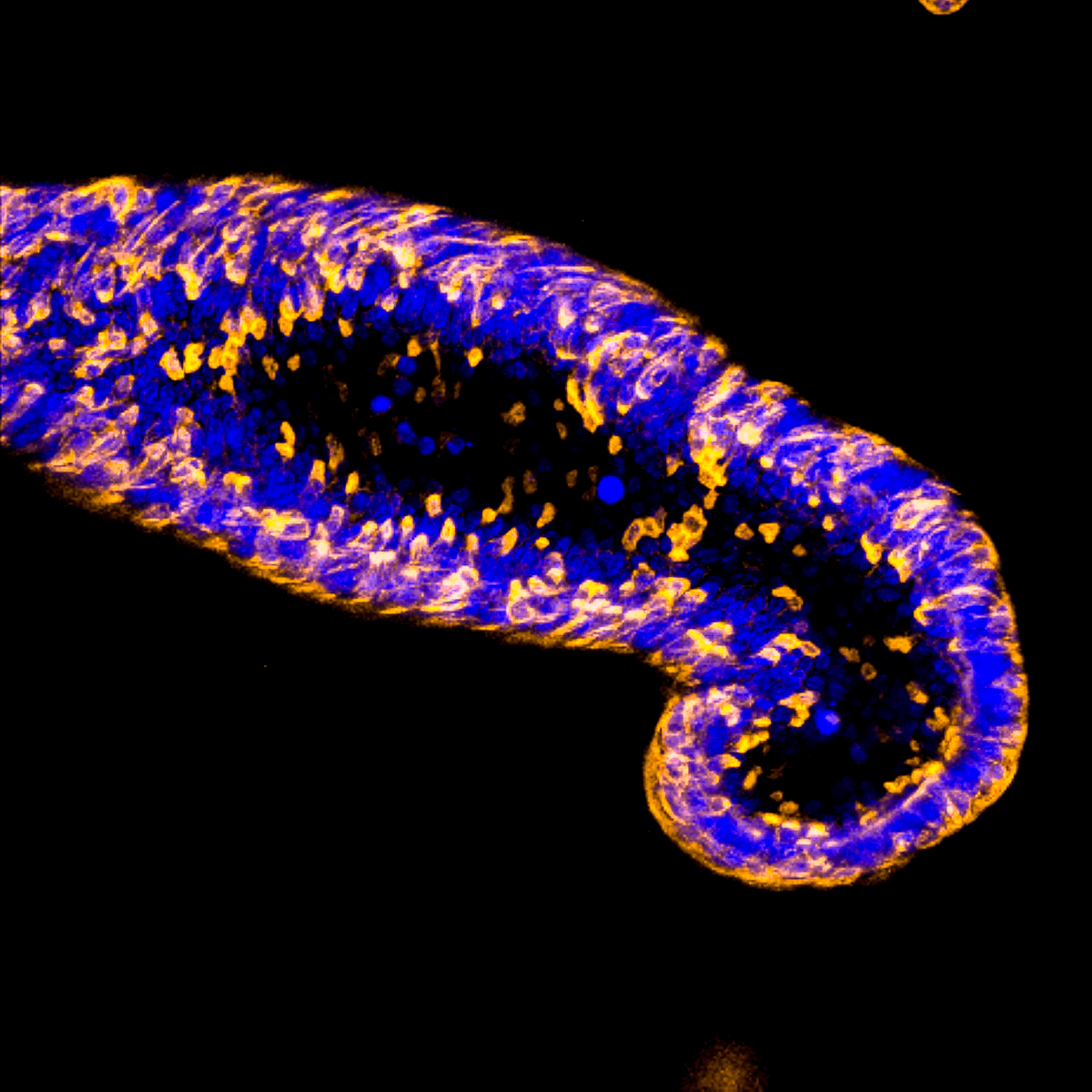 ICR Science and Medical Imaging Competition 2022 Shortlist Image 2: Studying normal breast development helps us better understand the causes of breast cancer by Postdoctoral Training Fellow Dr Jarama Clucas