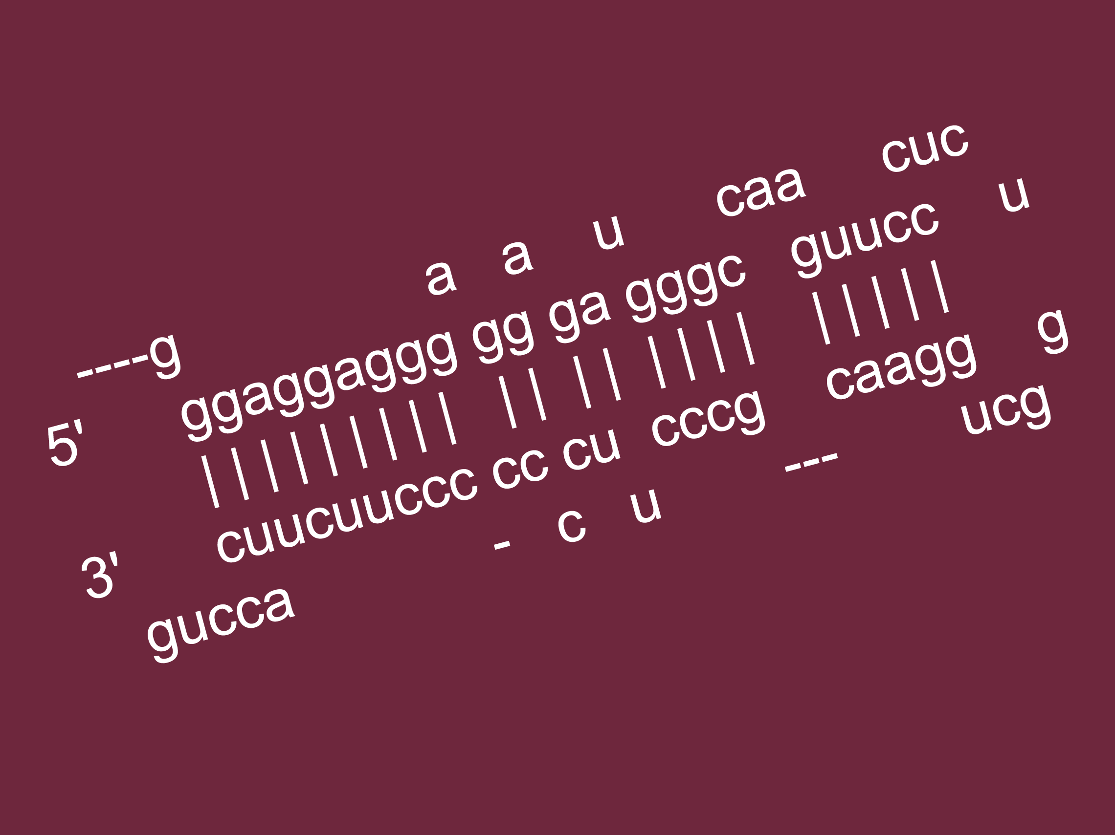 MicroRNA structure of MIR1249-01