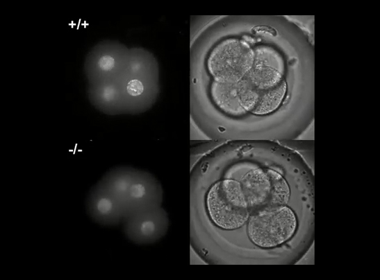 Microscopic mouse embryos developing over time