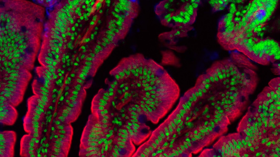 Section of mouse gut