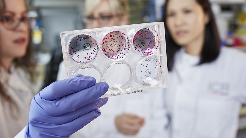 Multi-well cell culture plate held by a scientist