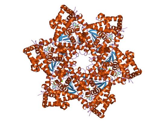 Papillomavirus large T antigen helicase domain