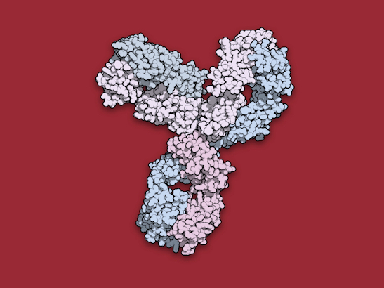 Space-filling model of immunotherapy pembrolizumab