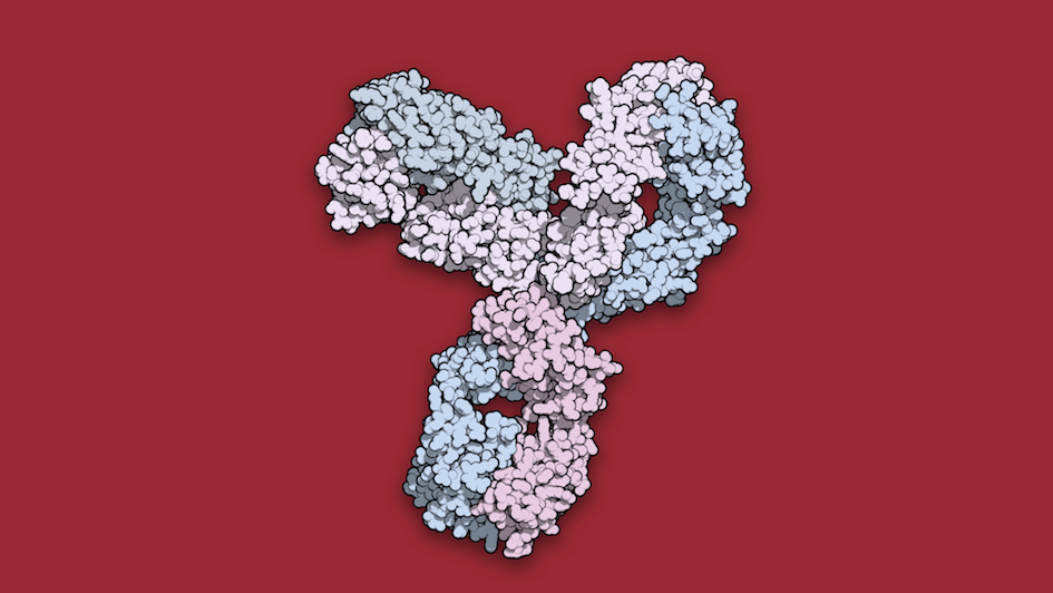 Space-filling model of immunotherapy pembrolizumab