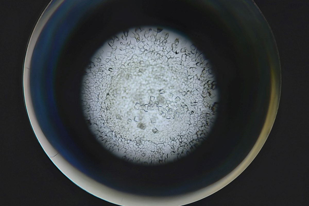 Protein crystals used for  X-ray crystallography