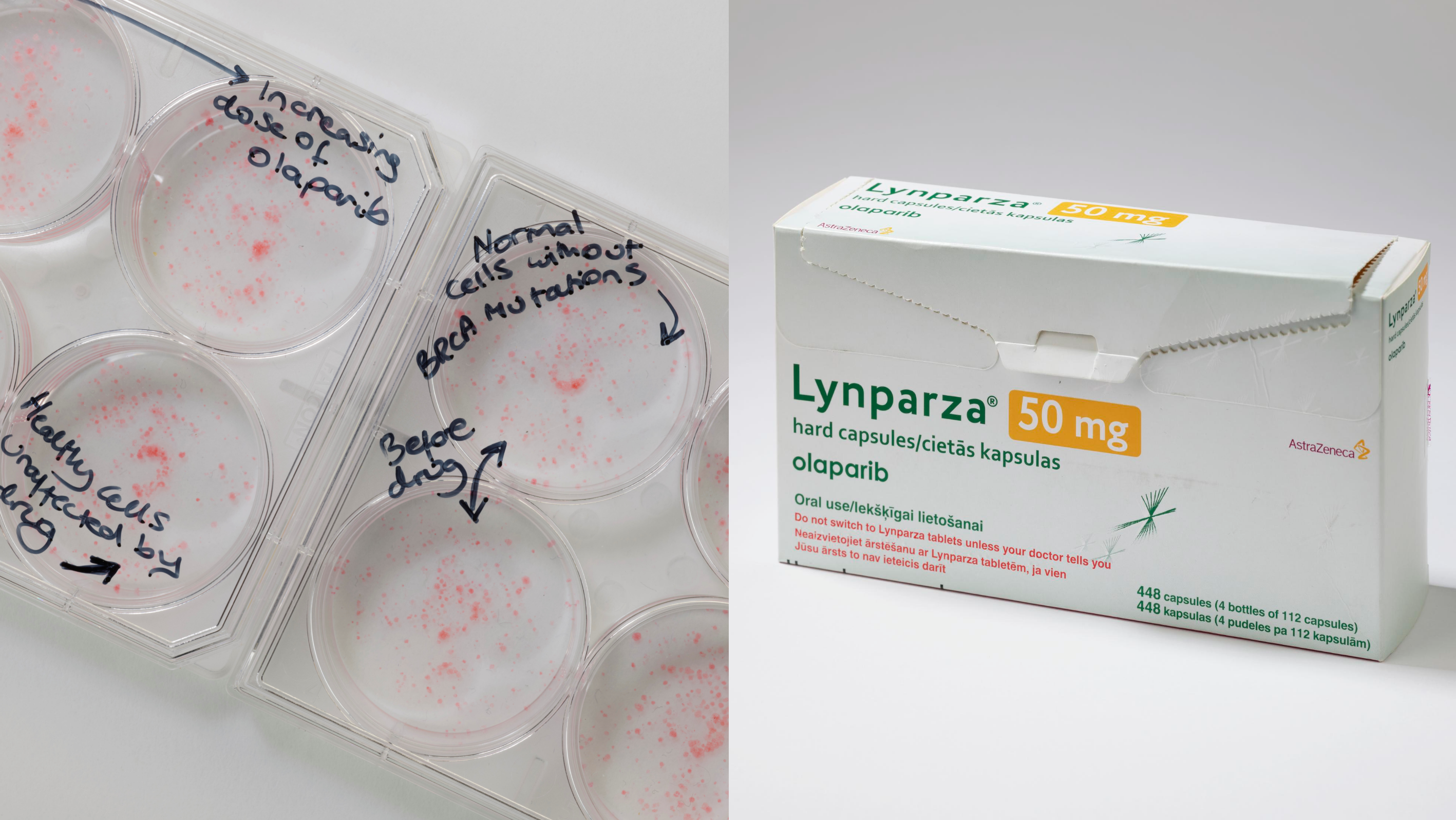 Science Museum items - olaparib Left: Plates showing the impact of olaparib on BRCA cancer cells and minimal impact of on healthy cells. (Right) Lynparza, olaparib's brand name, drug packaging. Photo credit: Science Museum Group
