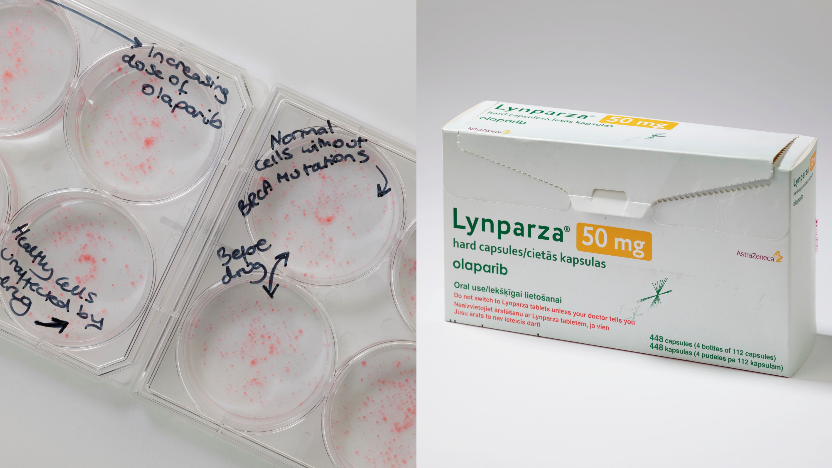 Left: Plates showing the impact of olaparib on BRCA cancer cells and minimal impact of on healthy cells. (Right) Lynparza, olaparib's brand name, drug packaging. Photo credit: Science Museum Group