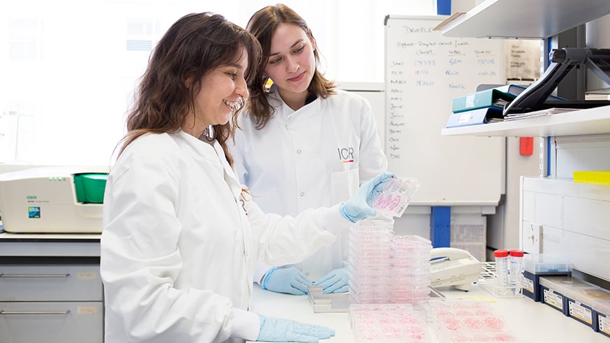 scientist in lab inspecting cultures credit royal marsden embed