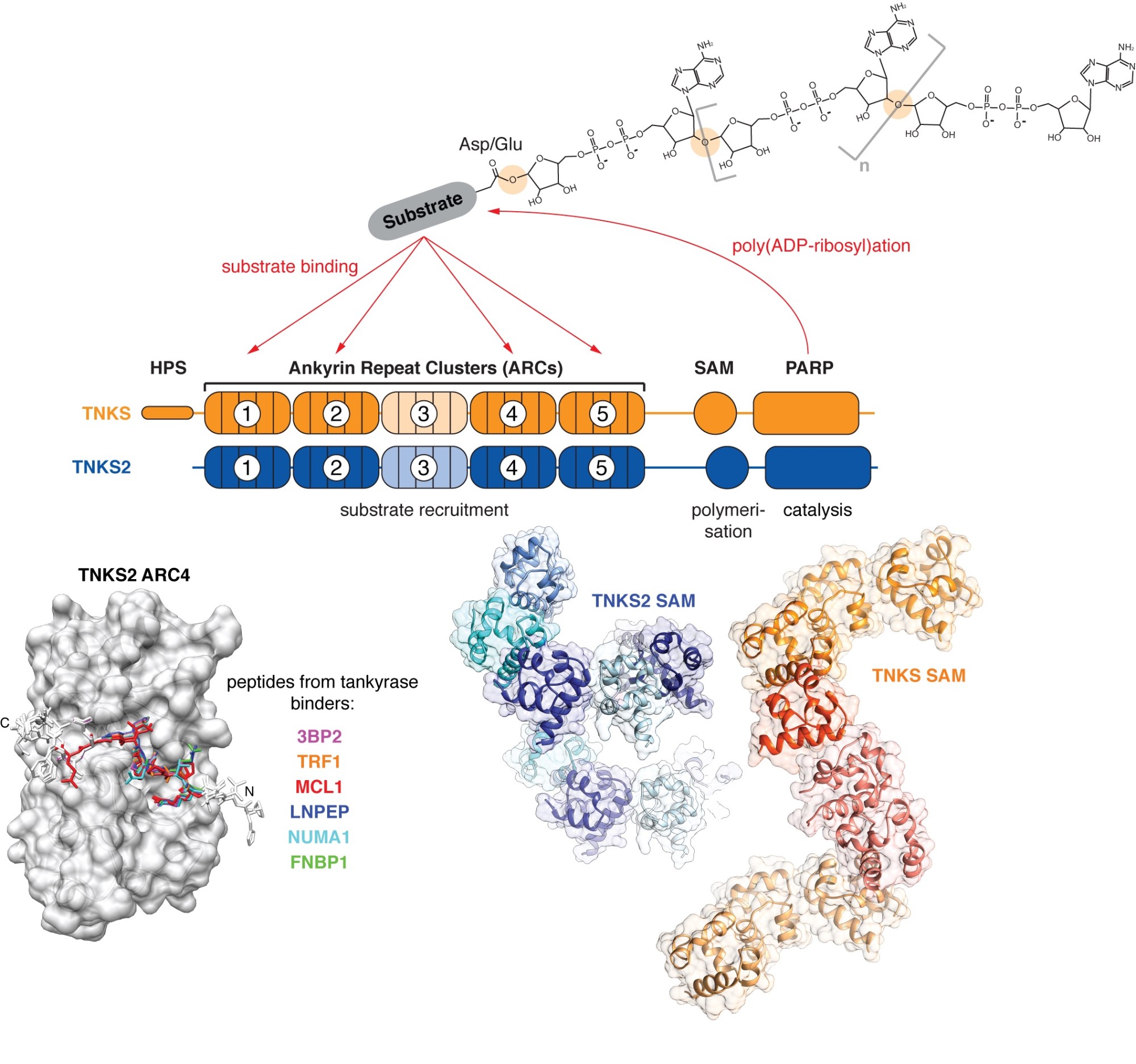 Sebastian Guettler Tankyrase diagram showing how it uses its ankyrin repeat clusters (ARCs) to recruit binding partners